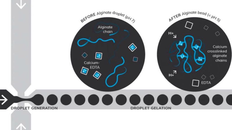Figure 2: Microfluidic synthesis of alginate beads, using acetic acid to lower the pH during the collection phase. The calcium-EDTA complex dissociates during droplet gelation, releasing Ca<sup>2+</sup> ions to cross-link the alginate chains