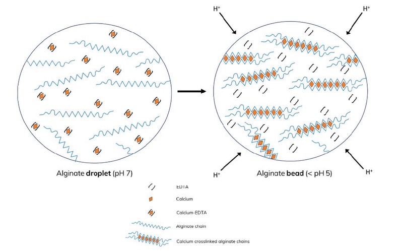 Figure 5: Mechanism of alginate cross-linking using 0.05 % v/v acetic acid in 1 % v/v FluoSurf in HFE 7500. At low pH the calcium-EDTA complex dissociates, releasing Ca<sup>2+</sup> ions that cross-link the alginate chains.