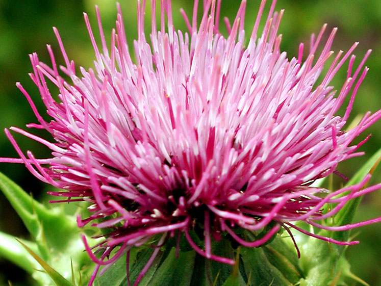 A natural remedy for brain metastasis