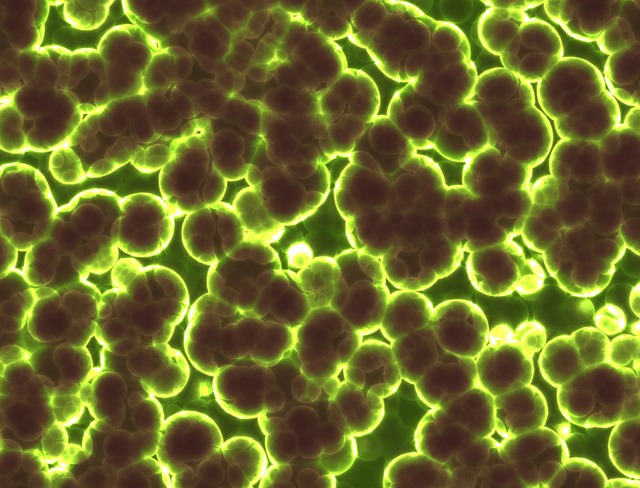 Agenda for Global Endotoxin Testing Summit