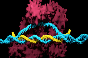 Aldevron launches CRISPR RNP manufacturing service