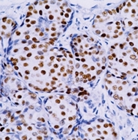AMS Biotechnology offers rabbit antibodies