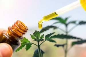 Amyris gets US$10 million from CBD partner Lavvan
