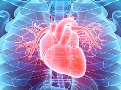 Antibodies for novel treatment of cardiac fibrosis featured in Nature