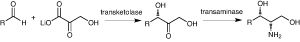 Scheme 3: UCL synthesis of (2S, 3S)-2-aminopentane-1,3-diol using enzymes