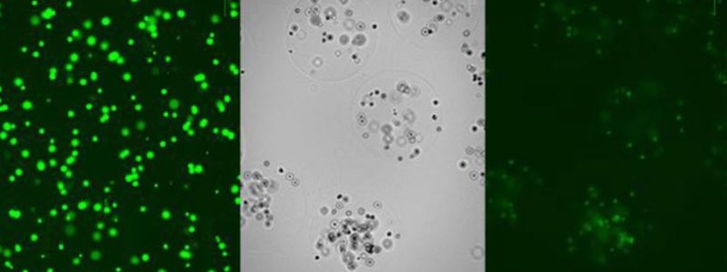 Figure 6: (L) Live mammalian cells before encapsulation; (M) cells encapsulated in 2 % w/v alginate beads; (R) live mammalian cells encapsulated in 2 % w/v alginate beads post washing.