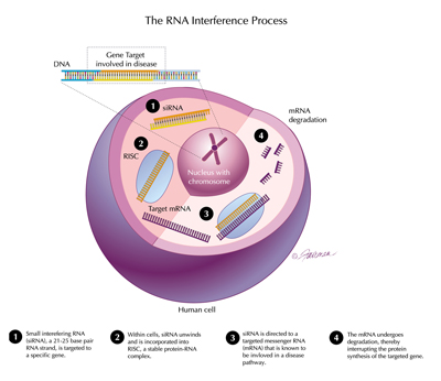 <i>The RNAi process: 1. siRNA is targeted to a gene; 2. It unwinds and is incorporated into RISC; 3. It is directed to a targeted mRNA; 4. The mRNA undergoes degradation, interrupting protein synthesis of the targeted gene</i>