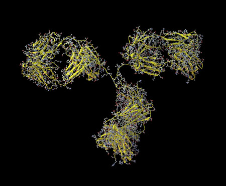 The antibody bevacizumab