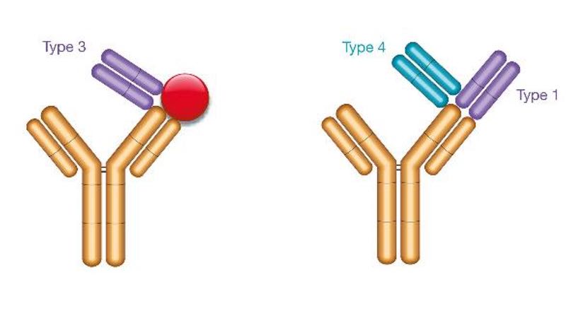 Bio-Rad publishes new findings on Drug-Target Complex-Specific Antibodies
