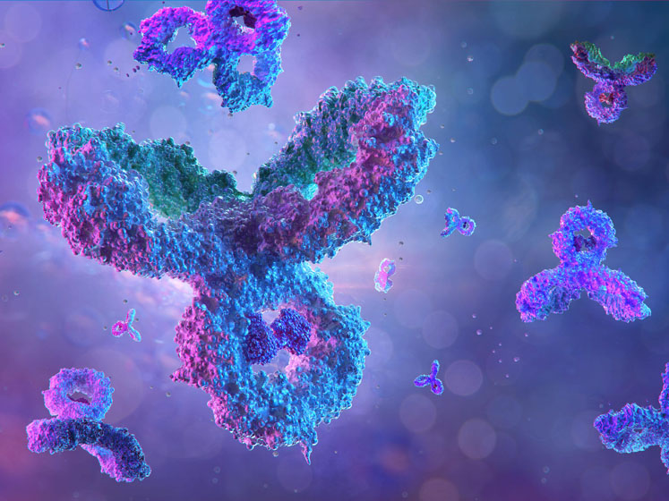 Bispecific antibodies: an exciting new class of emerging therapeutics