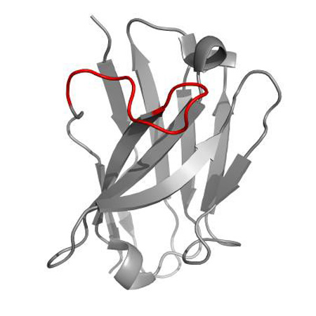 Example of an antibody<br>Source: Rensselaer Polytechnic Institute