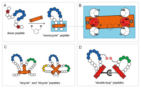 How Pepscan’s Chemical LInkage of Peptides onto Scaffolds (CLIPS) technology works. A) Schematic representation of a CLIP reaction; B) Molecular structure of the CLIPS linkage; C) Different CLIPS-based topologies (‘bicycles’ and ‘tricycles’) for mimicry of discontinuous epitopes; D) New ‘double-loop’ CLIPS technology for functional reconstruction of discontinuous protein binding sites<br> Picture courtesy of Pepscan