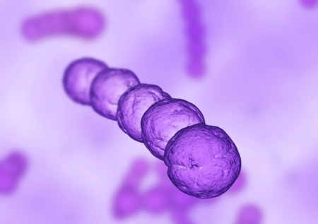 DNA plasmid vectors can be inserted into live bacteria; suitable candidates include Streptococcus gordonii