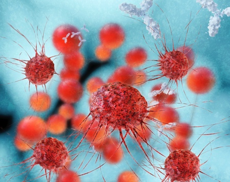 The immune system is being used increasingly to develop effective methods of destroying cancer cells