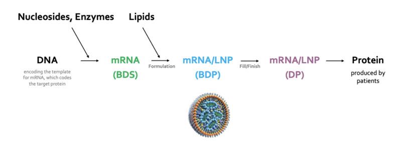 Figure 1: The main steps in the process of making an mRNA therapeutic (BDS = bulk drug substance, BDP = bulk drug product, LNP = lipid nanoparticle, DP = drug product)
