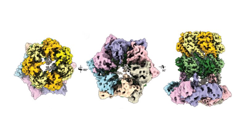 Three cryo-electron microscopic views of the protein complex ClpX-ClpP <br>Credit: C. Gatsogiannis / MPI of Molecular Physiology