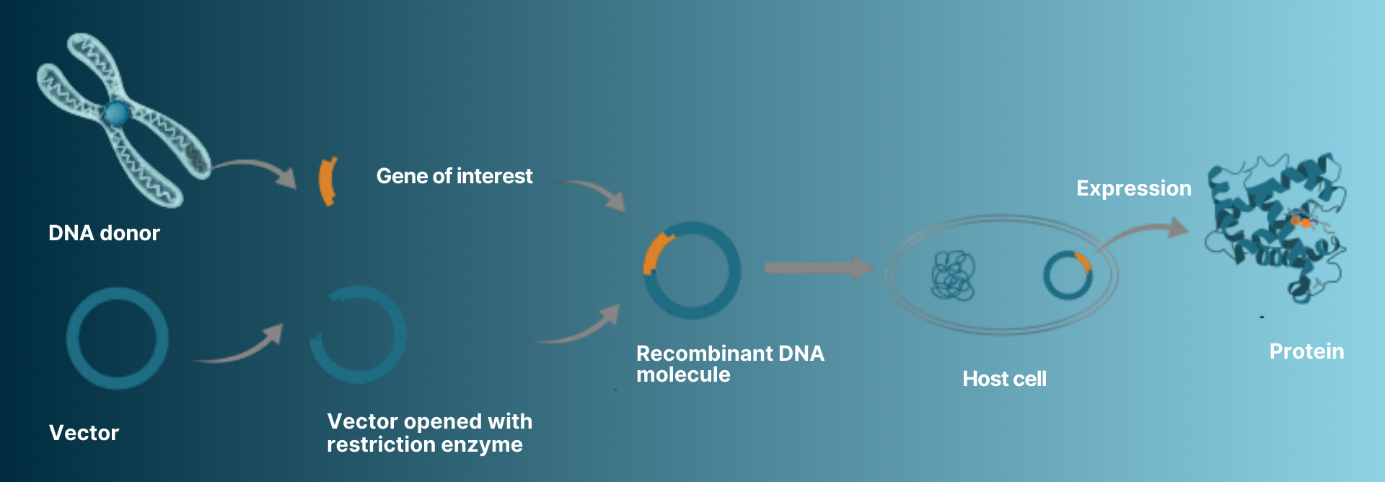 Recombinant protein expression