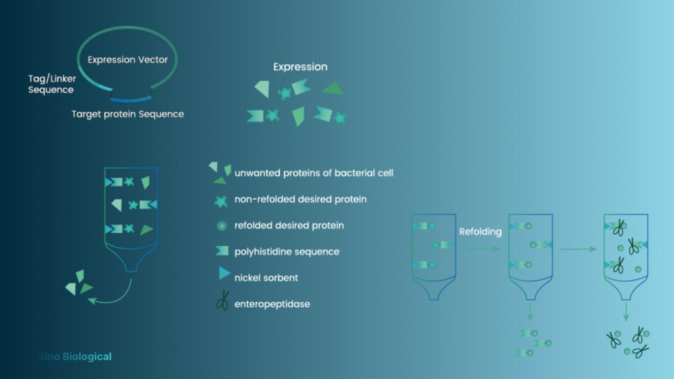 Affinity Tag Purification