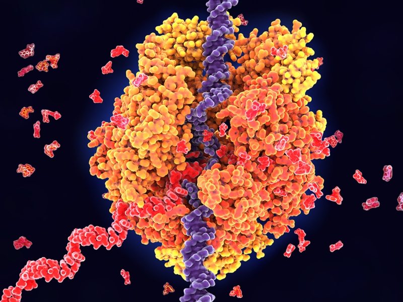 CordenPharma and Wacker Chemie accelerate RNA-based drugs