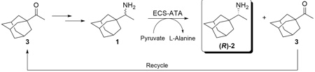 Kinetic resolution of (R,S)-1-(1-adamantyl)ethanamine by using S-selective Transaminase