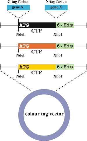 Figure 2: Schematic representation of the Colour Tag Vector. The CTP protein is shown in the three colour variants, the C-tag and N-tag fusion sequences at the C- and N-terminal of the CTP respectively are used to link the enzyme of interest and a His-tag (in green) for easier purification