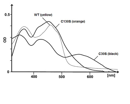 Figure 3: UV spectrum of CTP wild type, C30S mutant, and C130S mutant. Amino acid residue numbers refer to the sequence of the CTP parent protein
