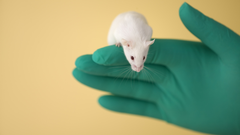 Lonza expands stem cell offering for humanised mouse models 