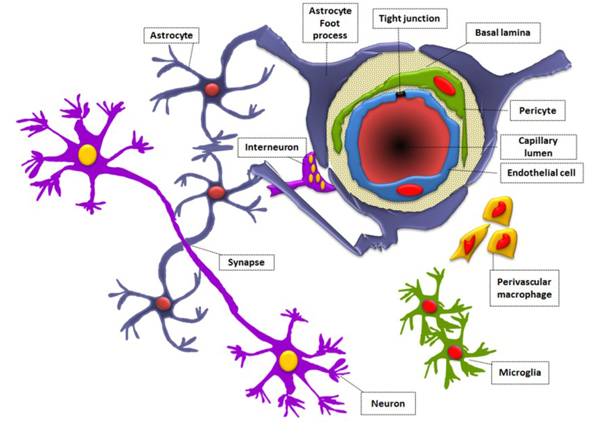 Гематоэнцефалический барьер рисунок