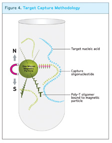 Target capture methodology: Target rRNA present is captured on the magnetic beads and cell debris, proteins, and non-specific DNA and RNA are washed away from the target