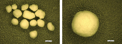 Left Figure 4: Lactose granules (light microscope, magnification x 50. Right Figure 5: Single spherical lactose agglomerate (light microscope, magnification x 50)