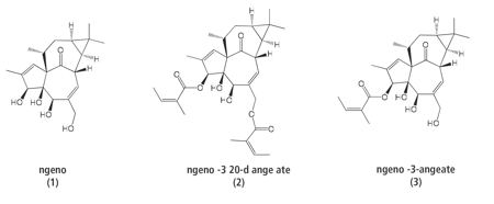 Figure 3: Ingenol (1) can be isolated from natural sources and reacted with angelic anhydride (2) to supply its 3-angelate ester (3)