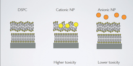 Figure 2: A schematic comparison of how negatively and positively charged nanoparticles react with the outer membrane of a cell