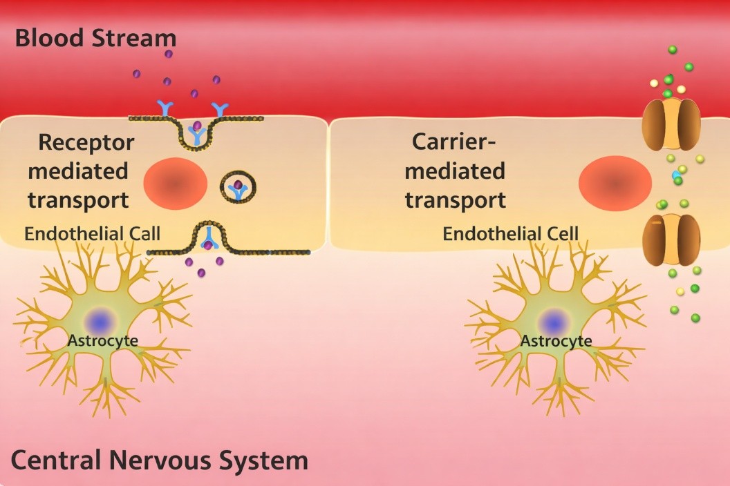 Nose-to-brain delivery outperforms systemic BBB technologies according to MetP Pharma