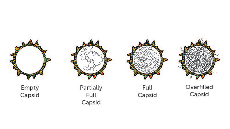 Figure 2: Overfilled capsids, which contain too many copies of the gene, partially full capsids, which contain lower copy numbers or truncations of the gene, or empty capsids, which contain no genetic material, are all problematic and can cause adverse effects in gene therapy patients
