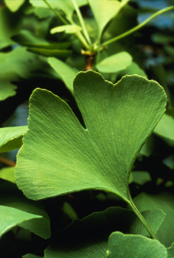 <i>Ginkgo leaf</i>