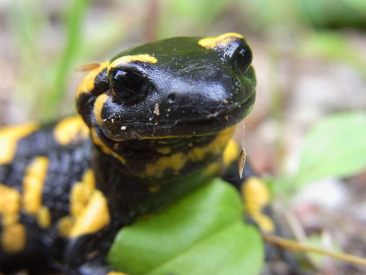 Regrowing frog limbs: what does this mean for humankind?