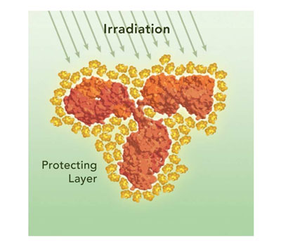 Figure 1: Schematic depiction of protecting mechanisms elicited by the Leukocare technology. As an example, an IgG antibody is embedded in the stabilising and protecting solution (SPS) (A). After drying, the small molecules form a protective layer around the target molecule that prevents irradiation and stress mediated damage (B)