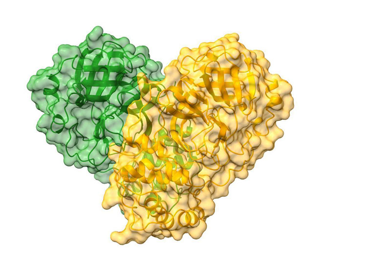 Cartoon representation of the CoVID-19 dimer with a semi-transparent surface in green and orange delineating each monomer