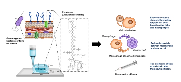 Study reveals affects of low endotoxin biomaterials reliability in 3D in vitro models