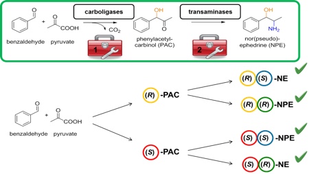 Figure 2: Two-step strategies for the synthesis of nor(pseudo)-ephedrines combining carboligases and transaminases (TA)<sup>5</sup>