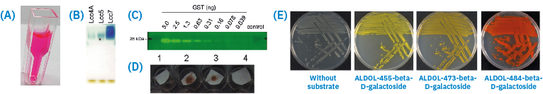 The rise of small molecule enzyme substrates in microbiology