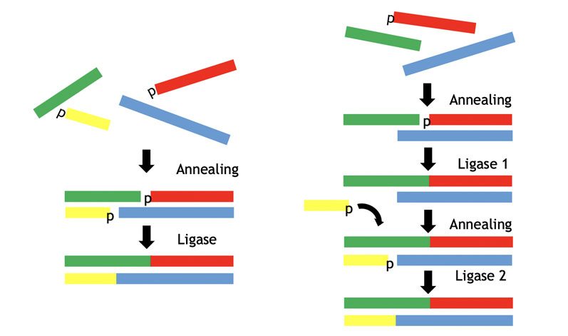 Figure 6: The ligase approach to double-stranded oligos via self-assembly