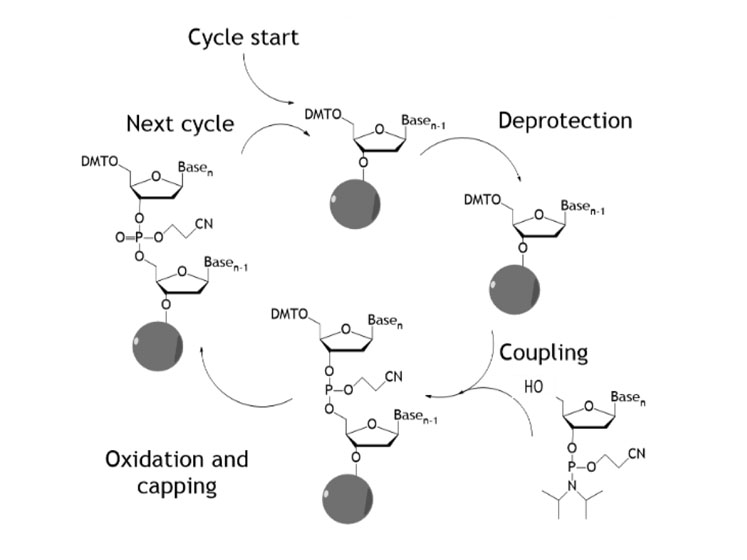 Figure 1: Traditional oligonucleotide synthesis