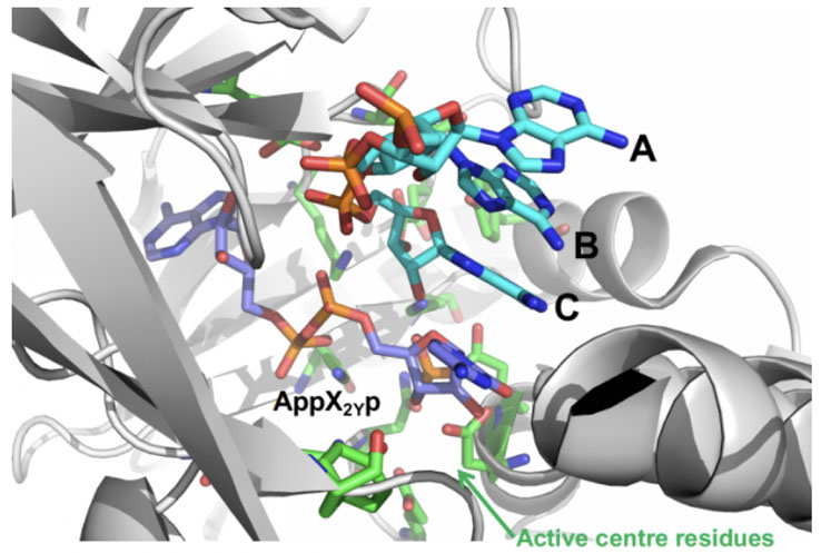 Figure 5: Ligase mediated coupling of ABC + pX2Yp involving mutation of the enzyme RNAL 105