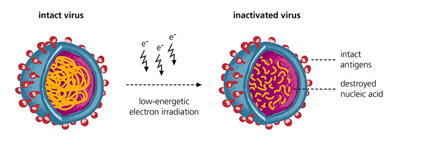 Viral inactivation by means of electron irradiation. Picture copyright of Fraunhofer IZI