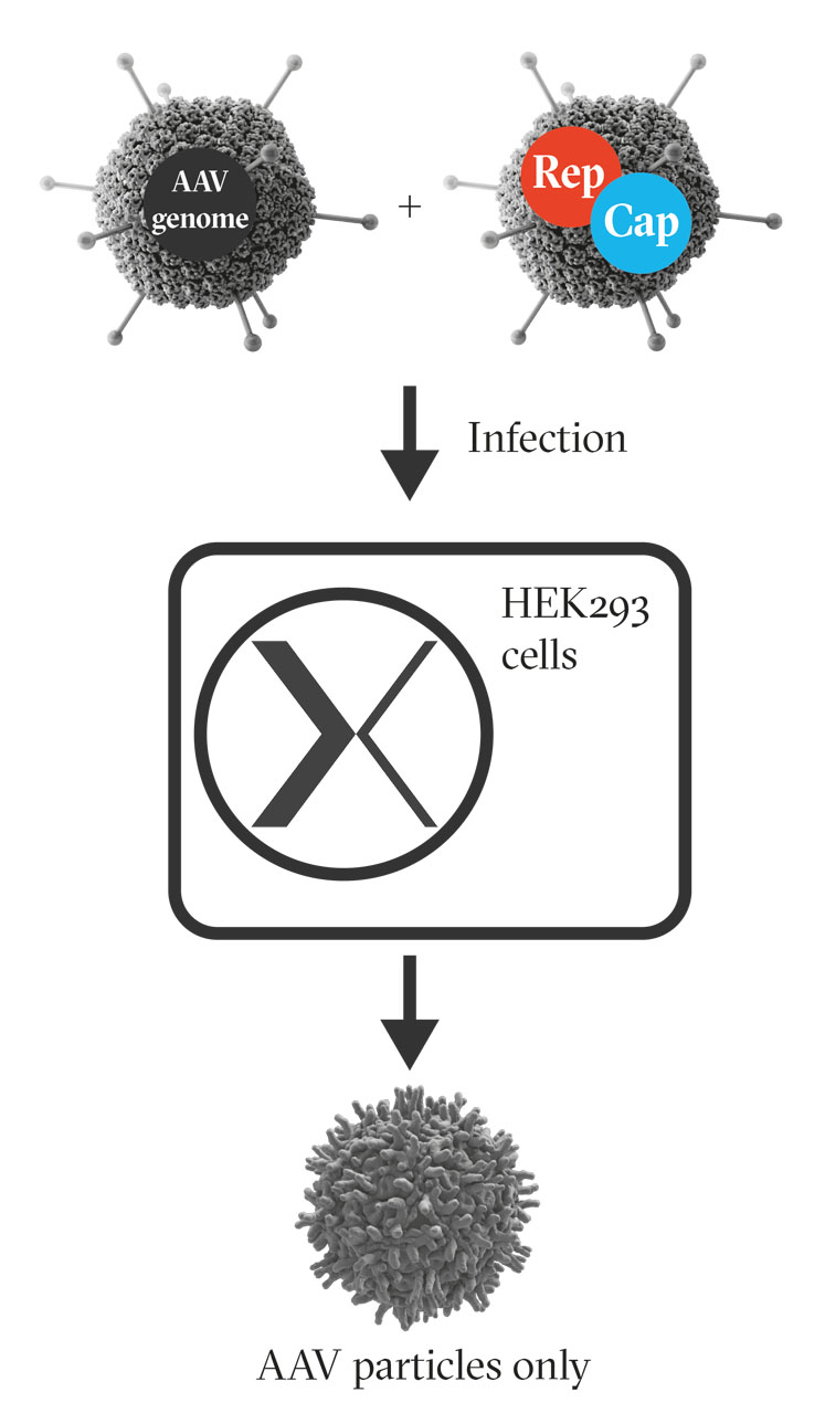 Figure 2: Infecting HEK293 cells with engineered adenoviruses encoding the AAV genome, and AAV rep and cap genes respectively, results in the production of AAV