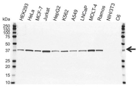 Figure 2: PrecisionAb mouse anti-Cdk7 antibody tested on 12 whole cell lysates
