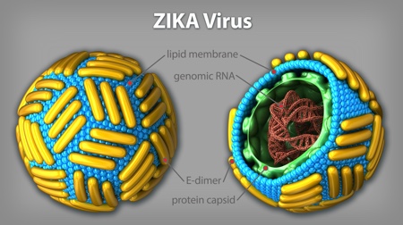 The Zika virus is structurally very similar to other flaviviruses, comprising an RNA genome surrounded by a lipid membrane, inside an icosahedral protein shell
