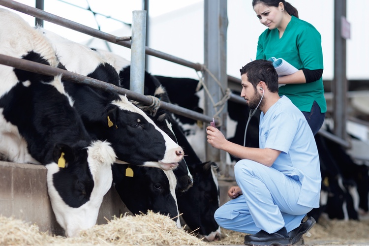 At the frontiers of animal health: a European perspective