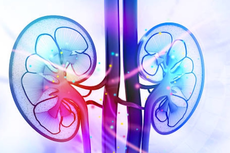 Balmes Transplantation raises €700,000 in seed funding